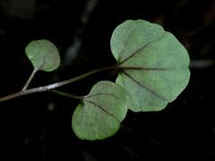 Cardamine forsteri