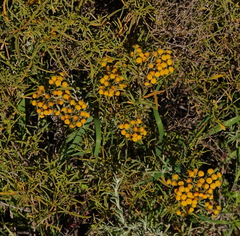 Oncosiphon suffruticosus