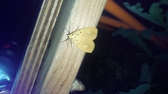 Asota iodamia