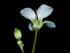 Cardamine forsteri