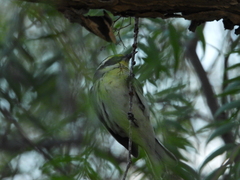 Setophaga nigrescens × townsendi