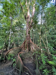 Pterocarpus officinalis