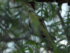 Setophaga nigrescens × townsendi