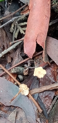 Marasmius crinis-equi
