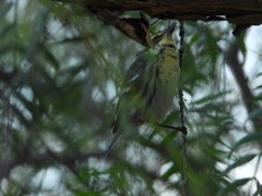 Setophaga nigrescens × townsendi