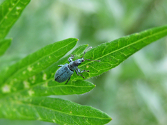 Phyllobius maculicornis