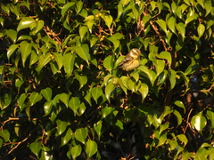 Setophaga nigrescens × townsendi