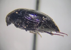 Scaphidium