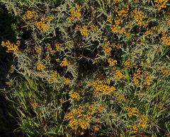 Oncosiphon suffruticosus