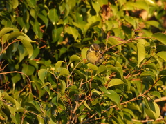 Setophaga nigrescens × townsendi