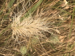 Aristida behriana