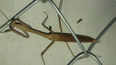 Archimantis latistyla