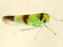 Kybos trifasciatus