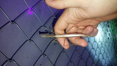 Archimantis latistyla