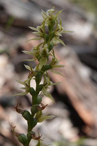 Forest leek orchid (Prasophyllum sylvestre)