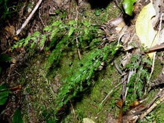 Asplenium hookerianum