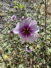 Malva arborea