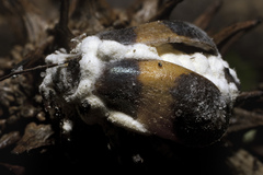 Beauveria bassiana