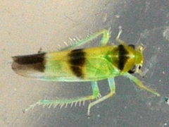 Kybos trifasciatus
