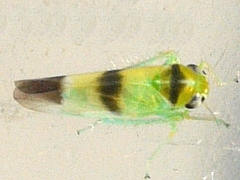 Kybos trifasciatus
