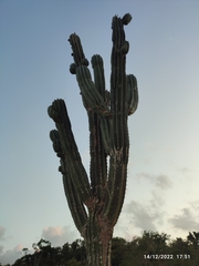 Pachycereus pecten-aboriginum