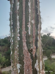 Pachycereus pecten-aboriginum