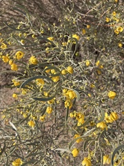 Senna phyllodinea