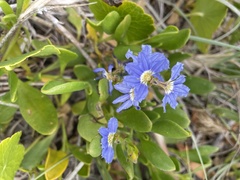 Scaevola calendulacea