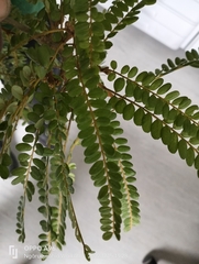 Sophora chathamica