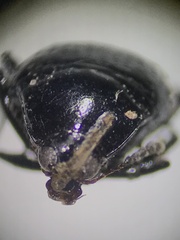Scaphidium