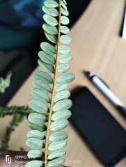 Sophora chathamica