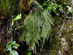 Asplenium appendiculatum