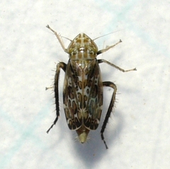 Errastunus ocellaris