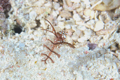 Novaculichthys taeniourus