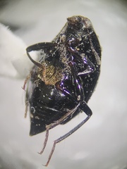 Scaphidium