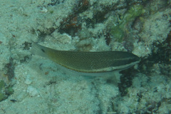 Stethojulis trilineata