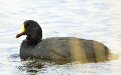 Fulica gigantea