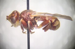 Myopa clausa