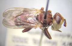 Myopa clausa