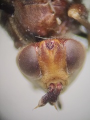 Myopa clausa