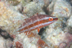 Oxycheilinus digramma