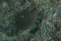 Scarus psittacus