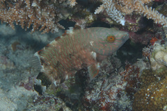 Cheilinus trilobatus