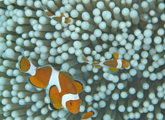 Amphiprion ocellaris
