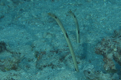 Heteroconger hassi