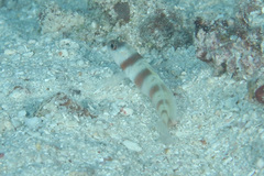 Amblyeleotris steinitzi