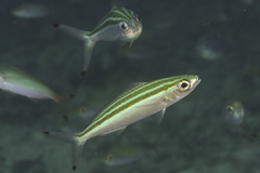 Pterocaesio trilineata