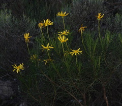 Euryops speciosissimus