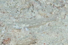 Fusigobius