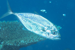 Craterognathus plagiotaenia